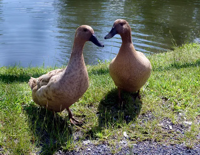 Do Ducks Lay Eggs In The Same Place Understanding The Laying Habits Of