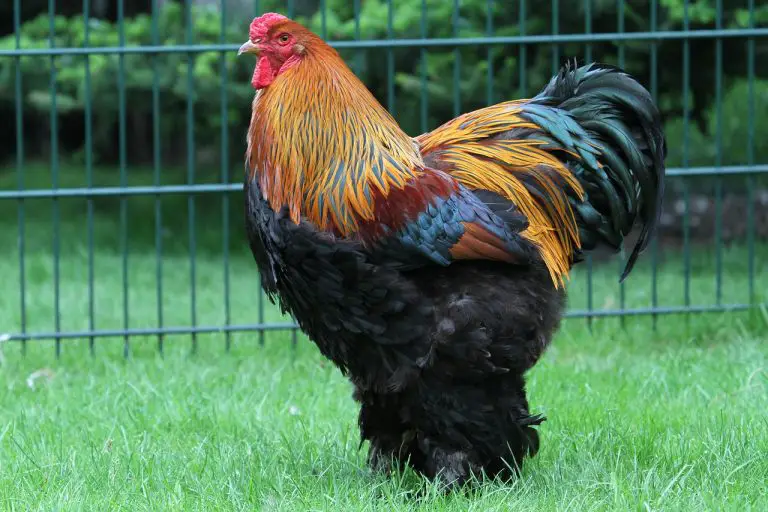 Brahma Chicken Complete Breed  Profile – Care, Size, Eggs, Weight