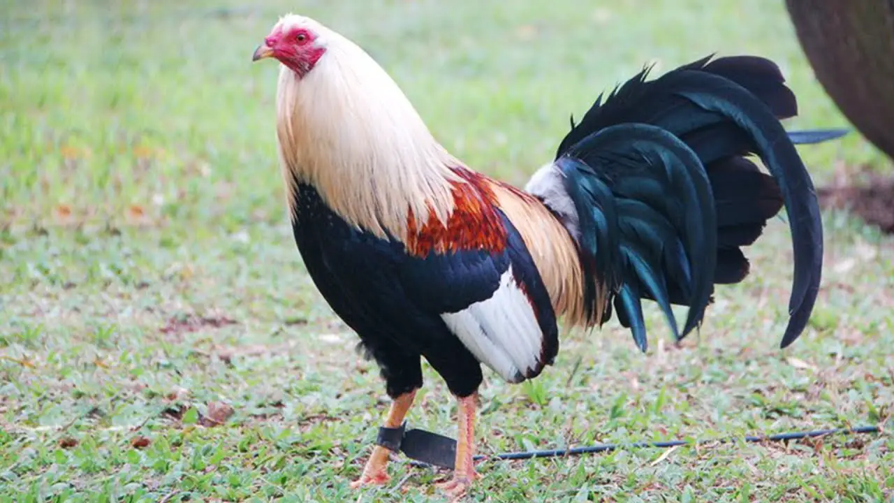 American Game Chicken Breed – All you need to know