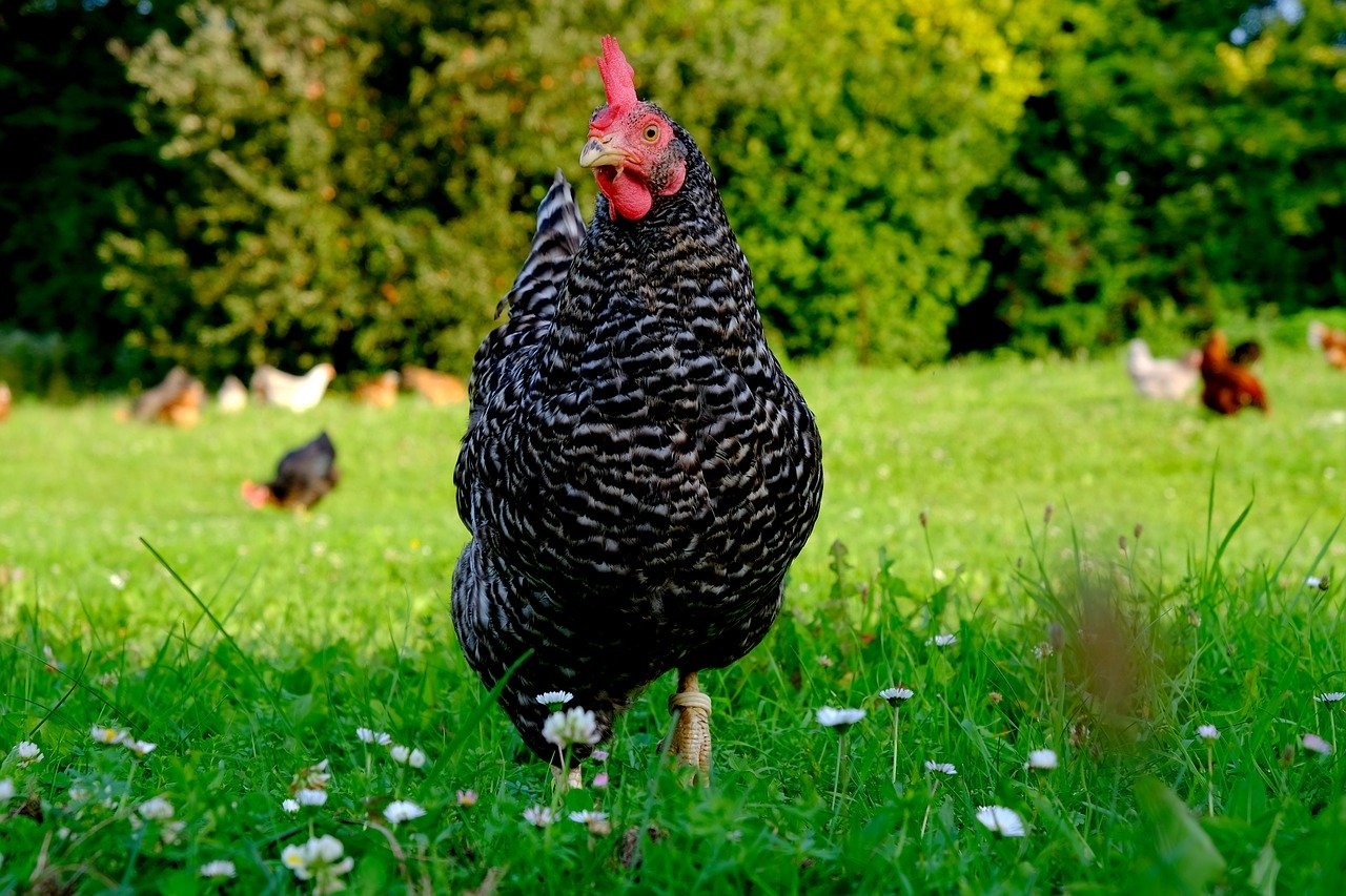 Plymouth Rock Chicken Breed Characteristics