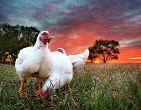 Butchering Cornish Chickens with Water Belly or Heat Stroke: Safe to Eat or Not?