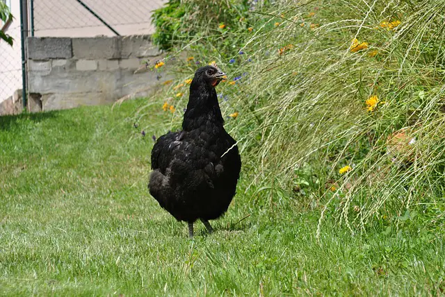 Jersey Giant Chicken Breed Details and Management Information
