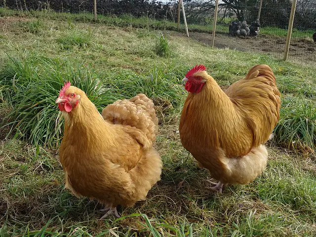 Orpington chicken breed and management information