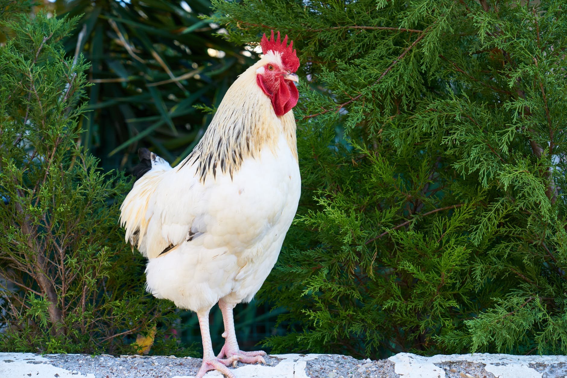 Sussex Chicken Breed Profile and Management Information