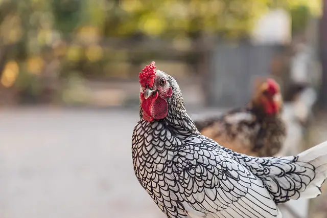 Wyandotte Chickens Breed and management Information