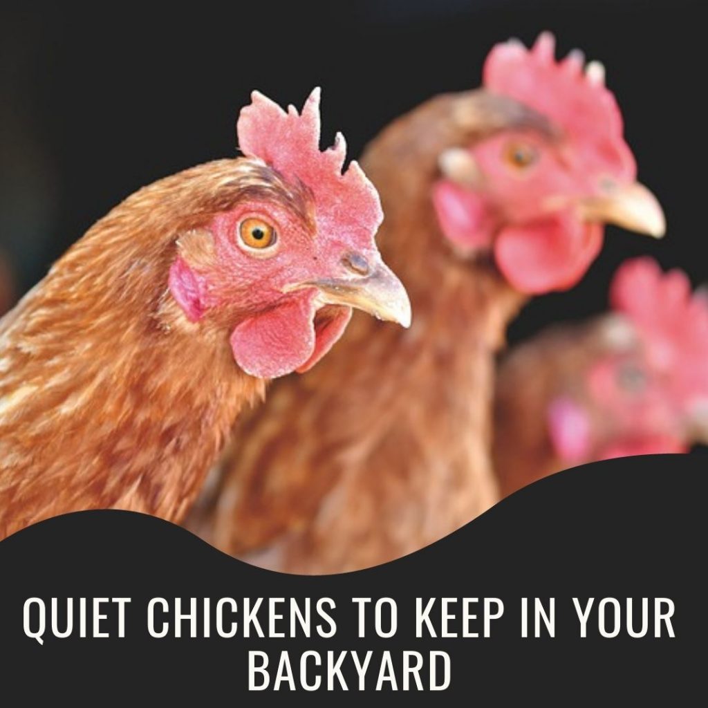 10 Quiet chickens to keep in your backyard without annoying your neighbors