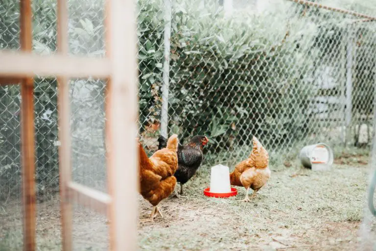 How High Should a Chicken Fence be? For Coop, Run, and Garden.