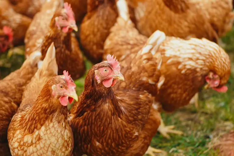 When to Cull Backyard Chickens and How to do it Humanely