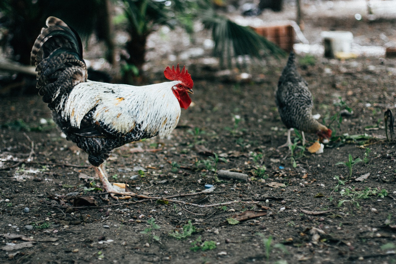 How to keep chicken coop smelling fresh How backyard chickens blur the lines between farm animal and pet