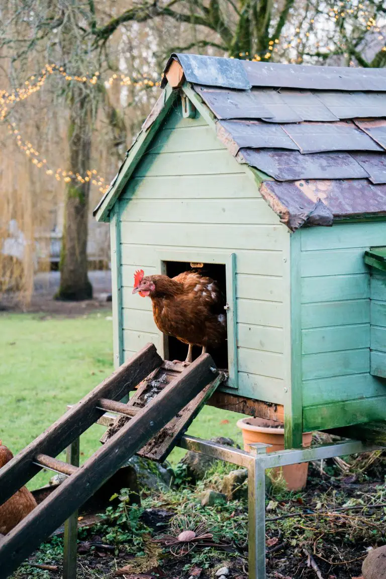 Best Chicken Breeds for Small Backyards and for the City.