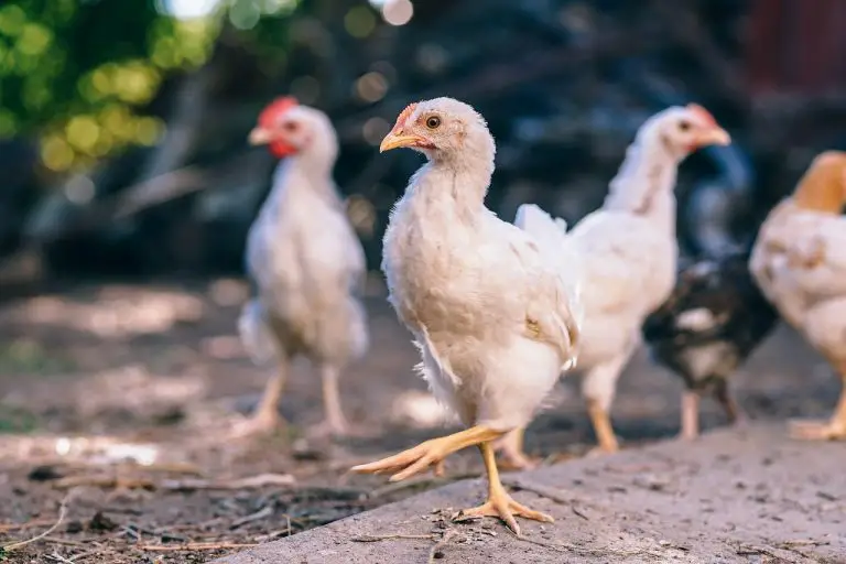 Can my backyard chickens get salmonella?