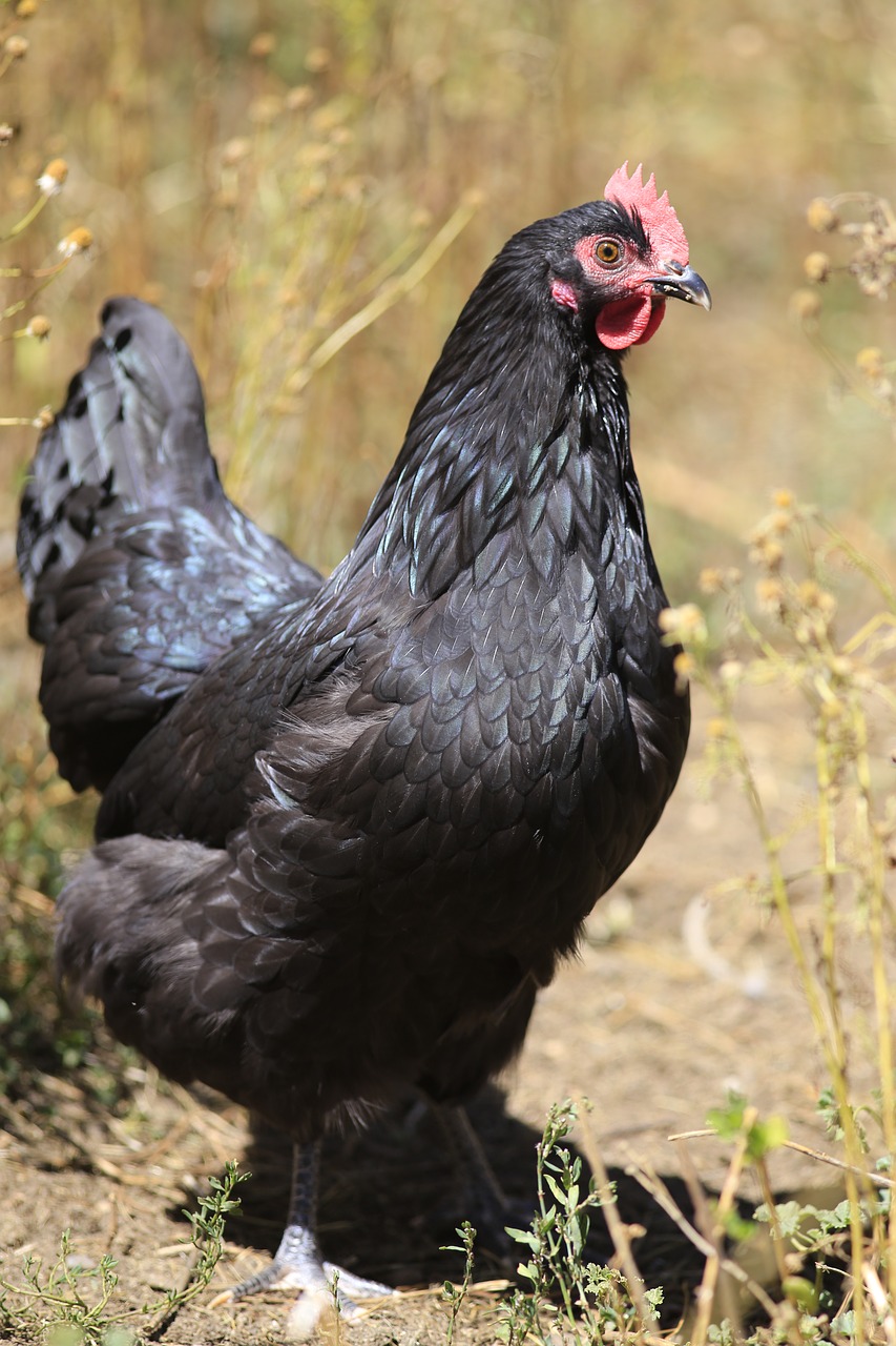 Australorp Chicken breed characteristics
