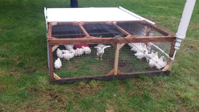 Raising Cornish Cross on Pasture: A Guide to Healthier and Tastier Chicken.