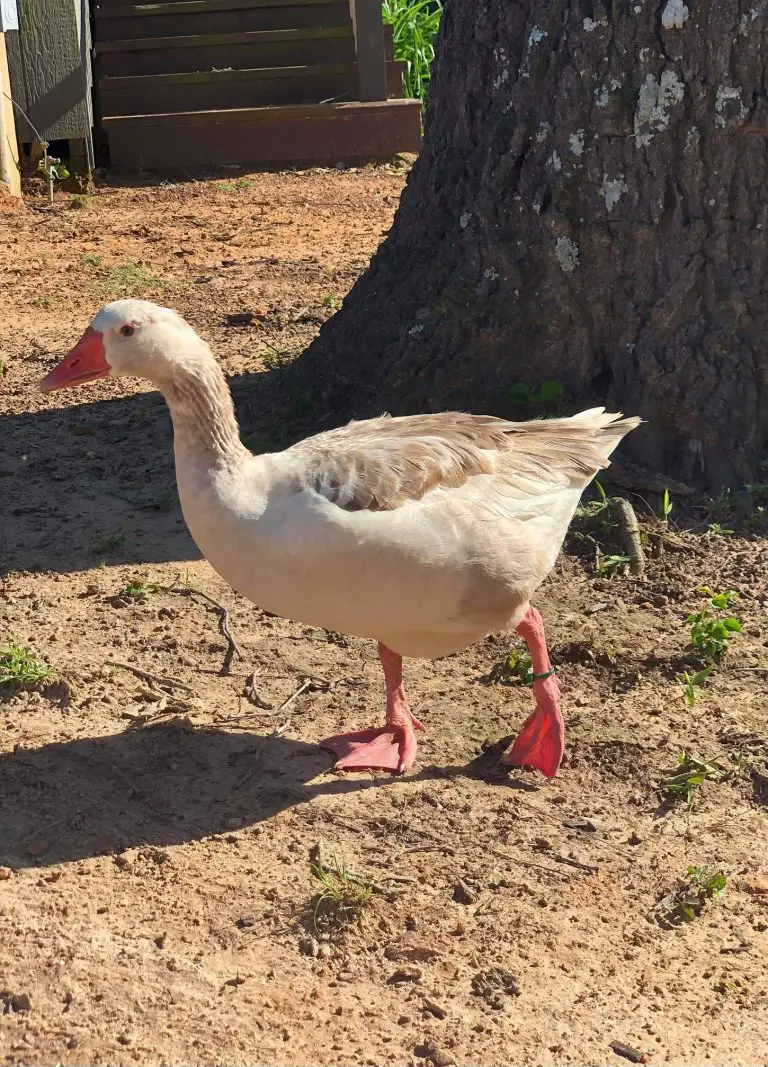 Cotton Patch Geese: A Comprehensive Breed Guide