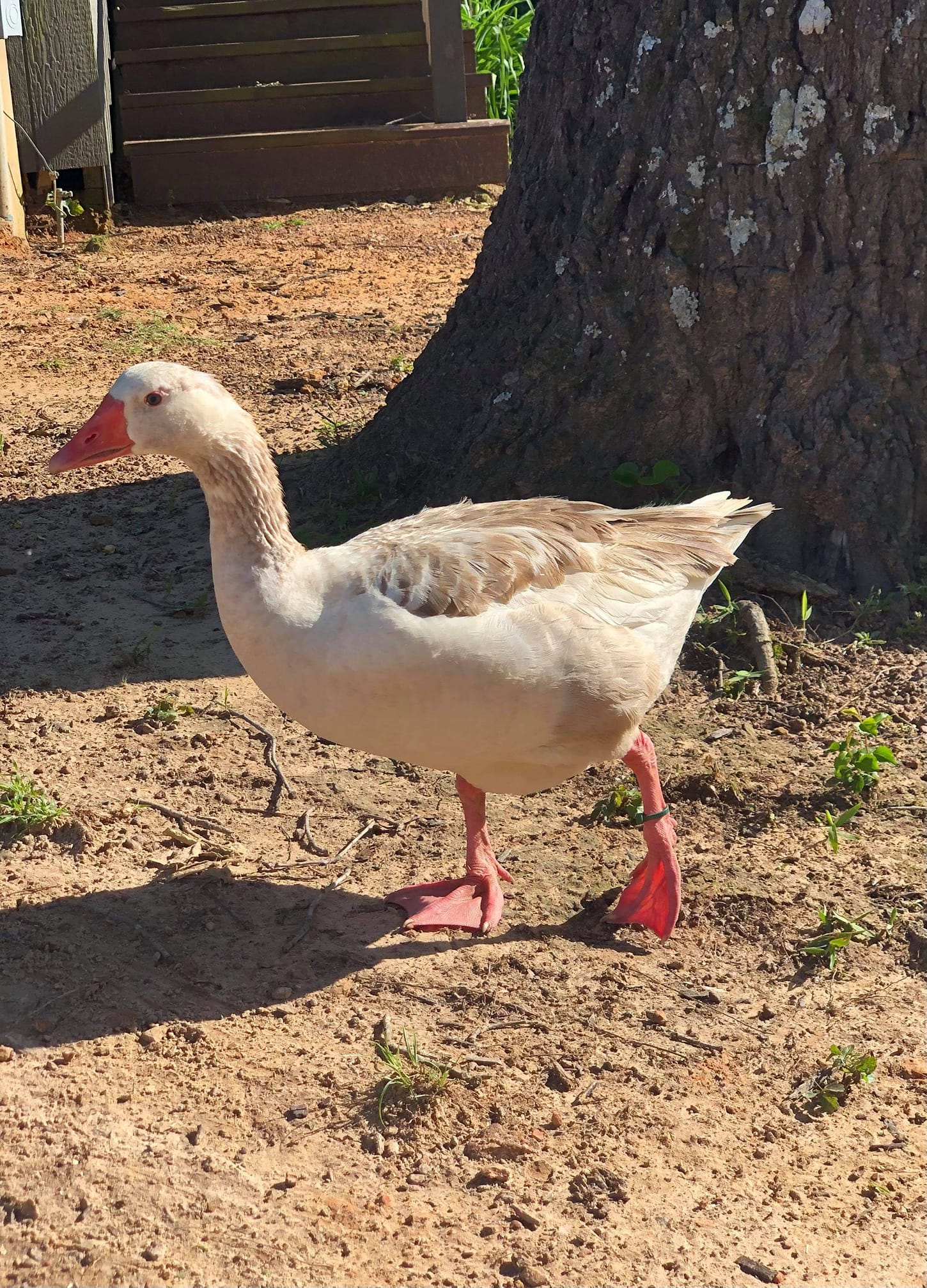 Learn about the docile Cotton Patch Geese breed! Discover their physical characteristics, personality, breeding process, uses and more in our guide.