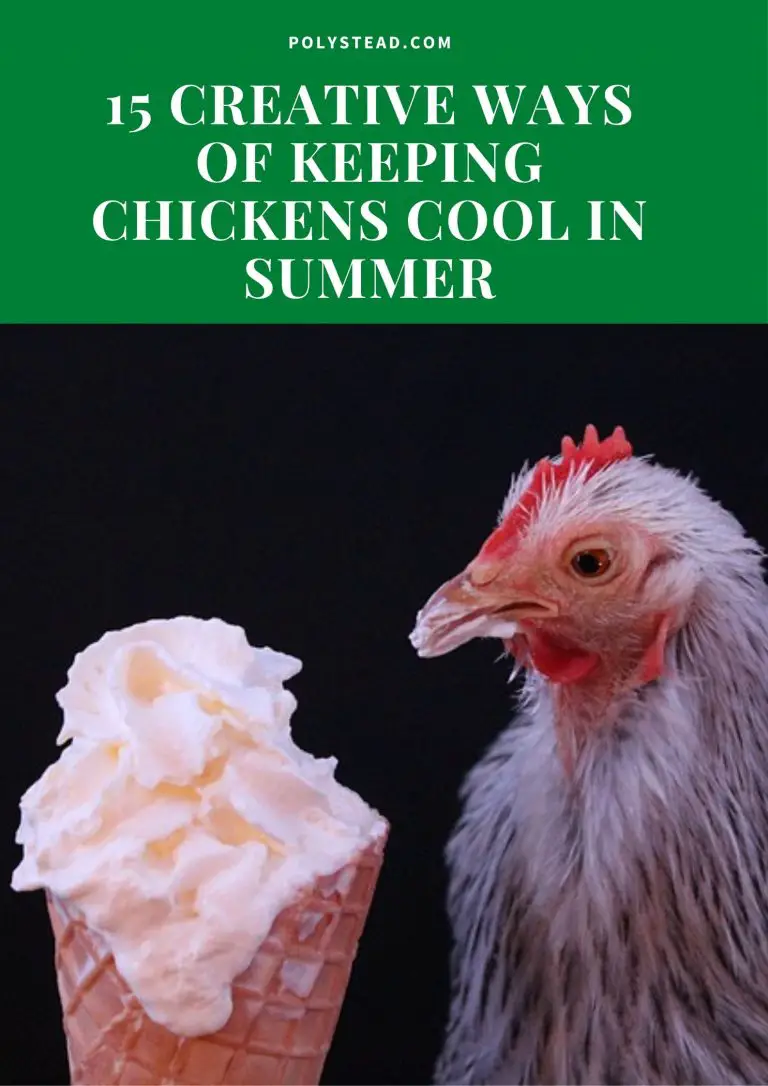 Can Heat Kill Chickens? 15 Creative Ways of Keeping Chickens Cool in Summer. Polystead