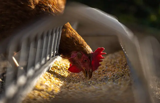 Chicken Feeders that Prevent Wastage of Chicken Feed