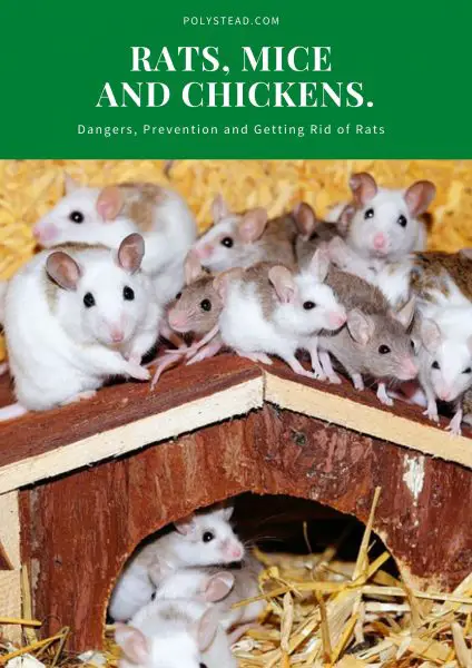 Will a chicken coop attract rats Watch a stealthy mink hunt a rat outside a Maine family's chicken coop