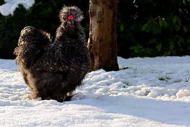 How to Prepare Backyard Chickens for Winter