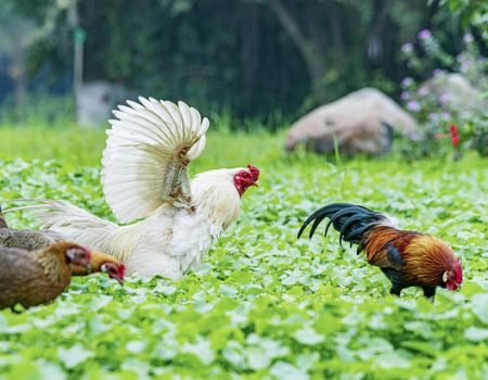 will chickens fly away