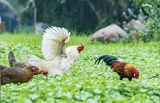 Will My Chickens Fly Away? How to Prevent a Chicken from Flying Away.