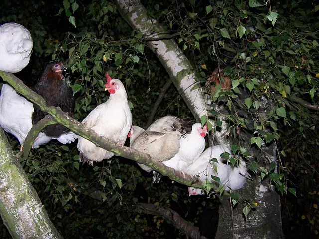 chickens roosting on a tree branch