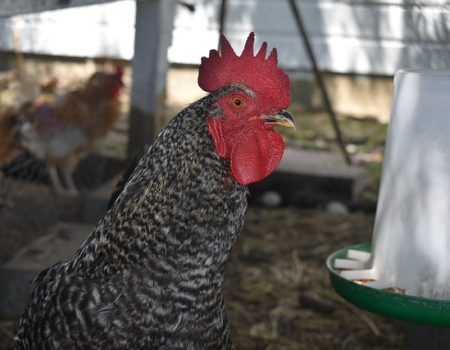 What Size of Chicken Feeder do I Need