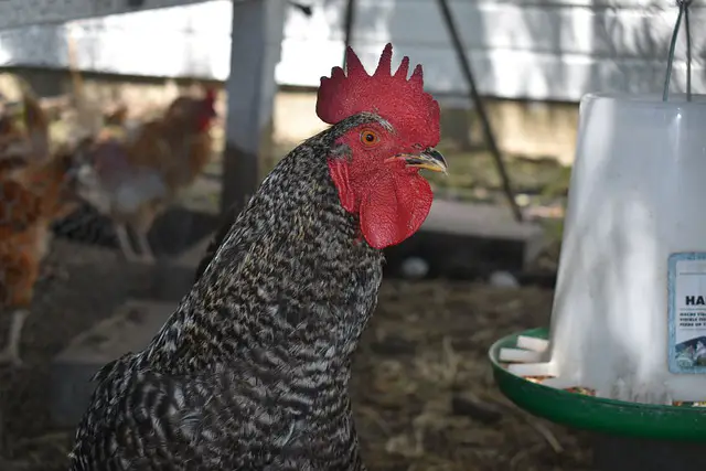 What Size of Chicken Feeder do I Need?