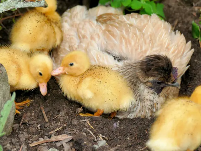 How to Keep ducks and chickens together.