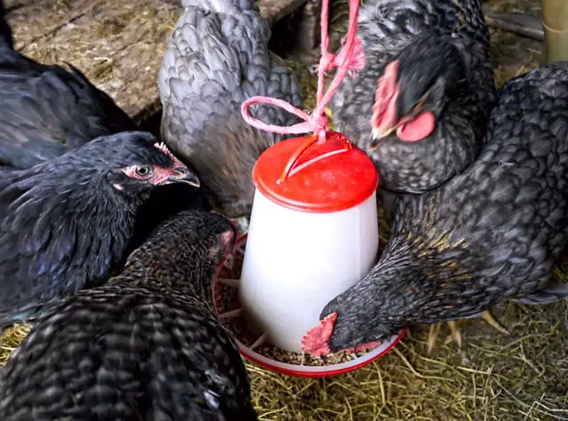 Where to put Chicken Feeder and Waterer. Inside Coop or Run?