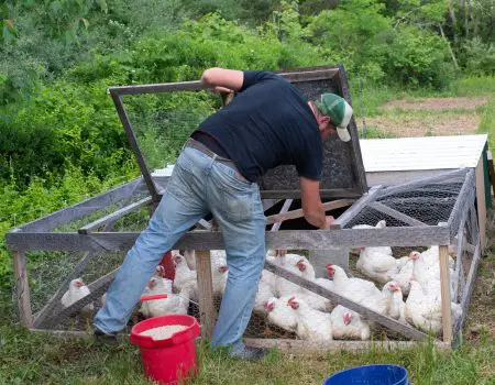How to Protect Your Chickens from Predators Digging Under Your Chicken Tractor.