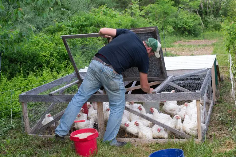 How to Protect Your Chickens from Predators Digging Under Your Chicken Tractor.