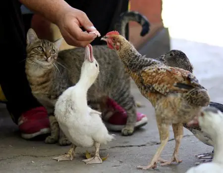 Are chickens better than ducks? Ducks vs chickens pros and cons.