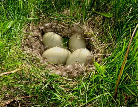 Do ducks lay eggs in the same place? Understanding the laying habits of ducks