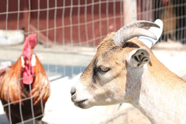 Keeping Goats and Chickens Together: Benefits and Tips