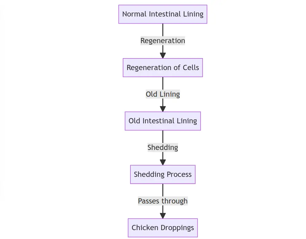 Diagram depicting the sequential stages of the shedding process in the intestinal lining of chickens, highlighting the gradual detachment and replacement of the old lining with a new one