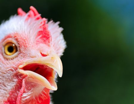 Quiet chicken breeds for backyards and homesteads