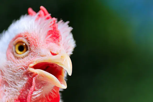 10 Quiet chicken breeds for backyards and homesteads.
