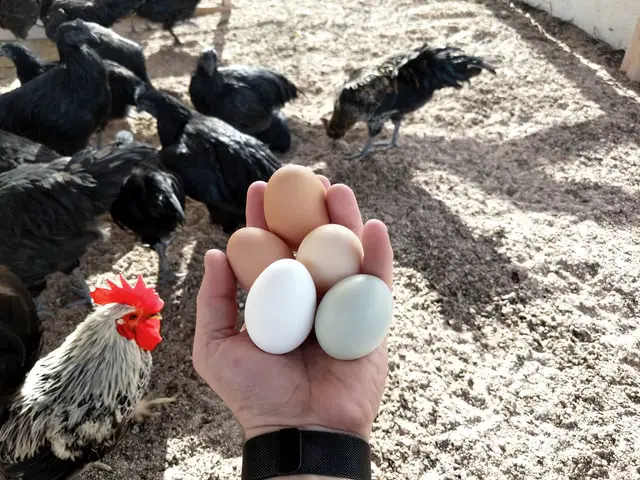 What to do when your Chickens don't Lay Eggs