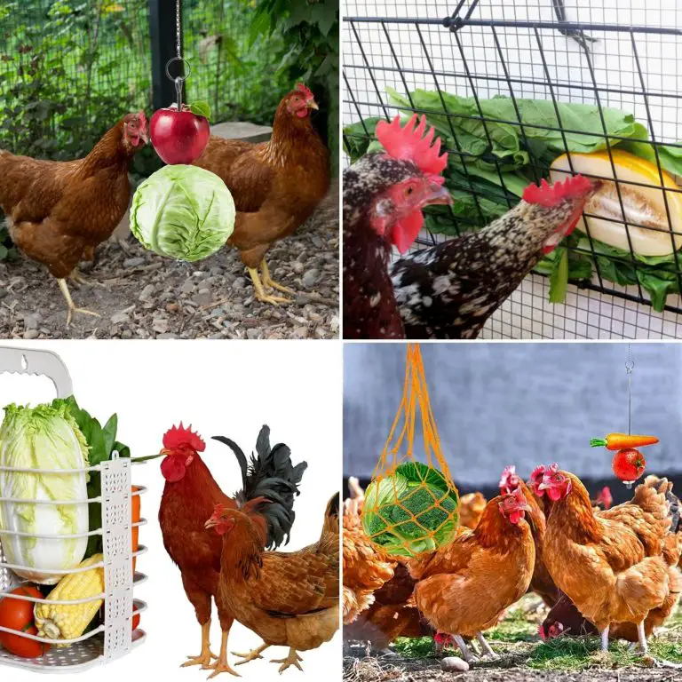 How Chicken Fruit and Vegetable Feeders Work