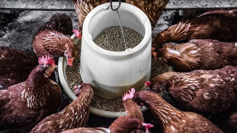 How to Hang a Chicken Feeder: Reduce Waste, Keep Feed Clean, and More