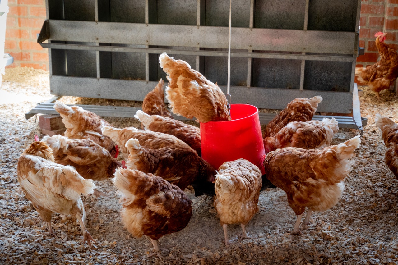 Which is Better – Metal Feeders or Plastic Feeders?