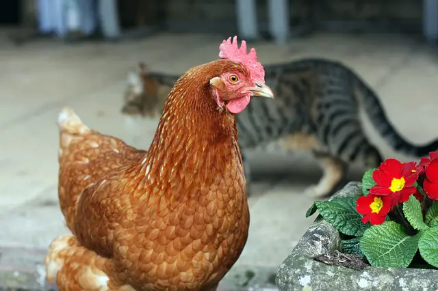 Do Cats and Chickens get Along?