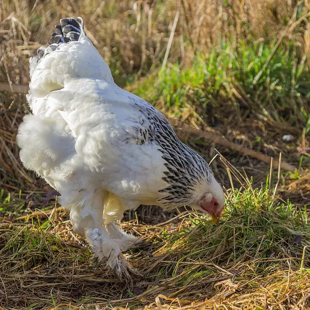 Light Brahma Chickens –  all you need to know.
