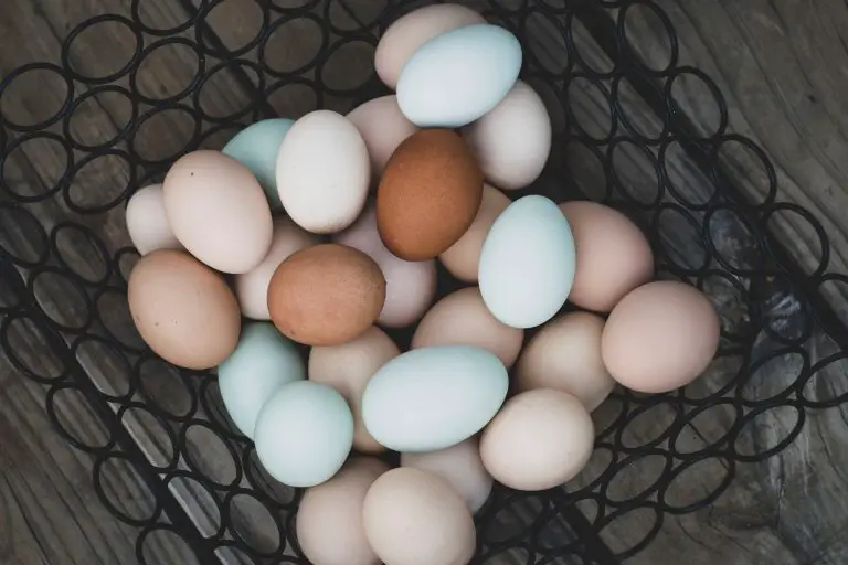 Why are chicken eggshells different colors