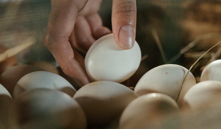 Collecting Eggs from Backyard Chickens