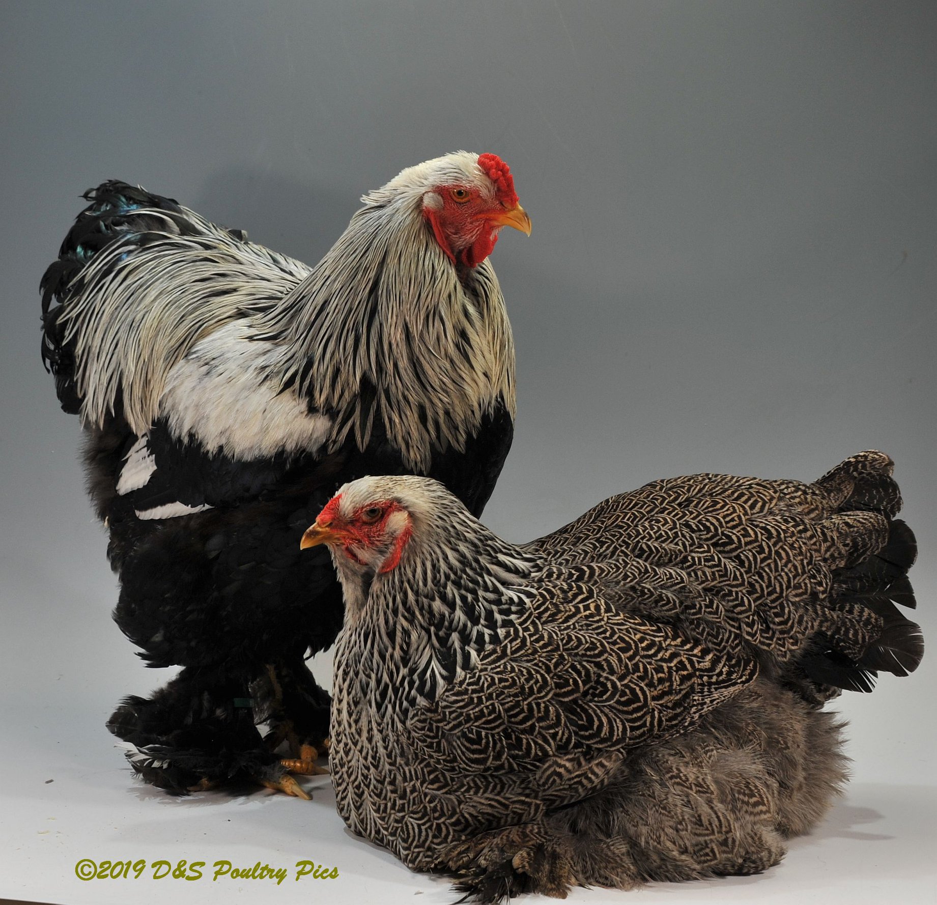 A Closer look at Dark Brahma Chickens.