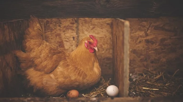 How to Get Your Hens to Start Laying in Their Nesting Box Again.