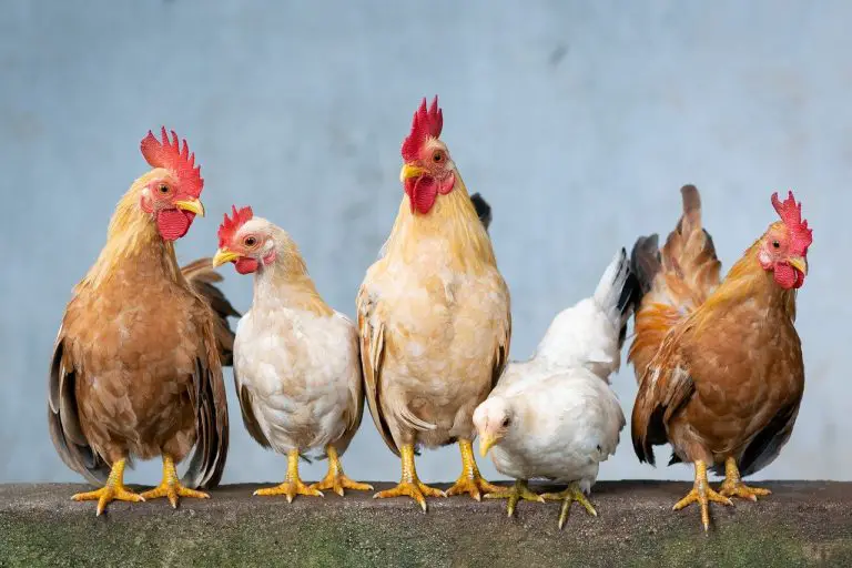 Mixing Chicken Breeds: Can Standard Chickens, Bantams, and Seramas be Free-Ranged and Housed Together?
