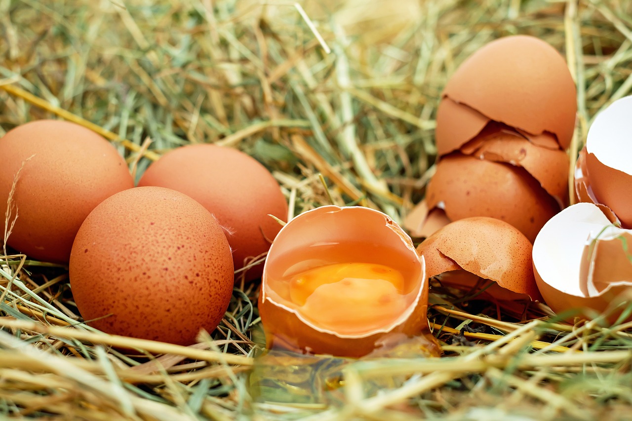 is-it-safe-to-eat-eggs-from-backyard-chickens-polystead